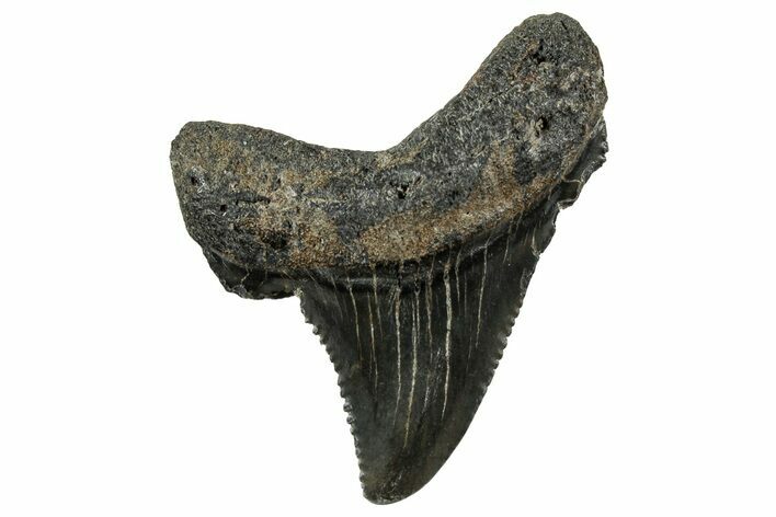 Serrated Angustidens Tooth - Megalodon Ancestor #326310